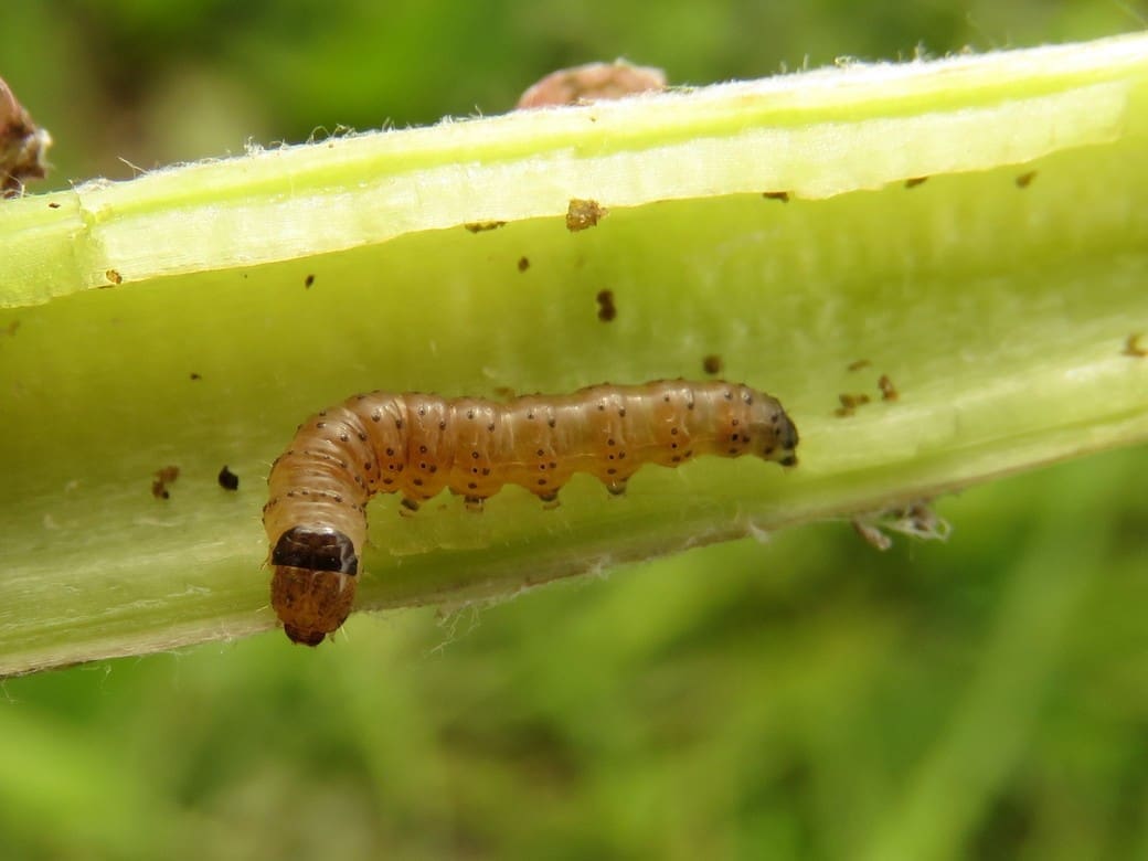 Ruben Meert, België
